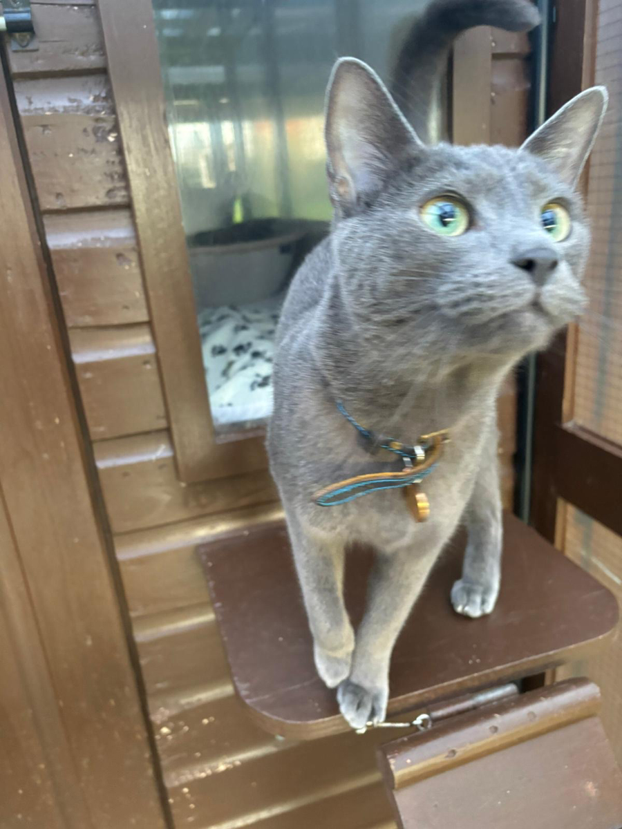 Raphael in the cattery