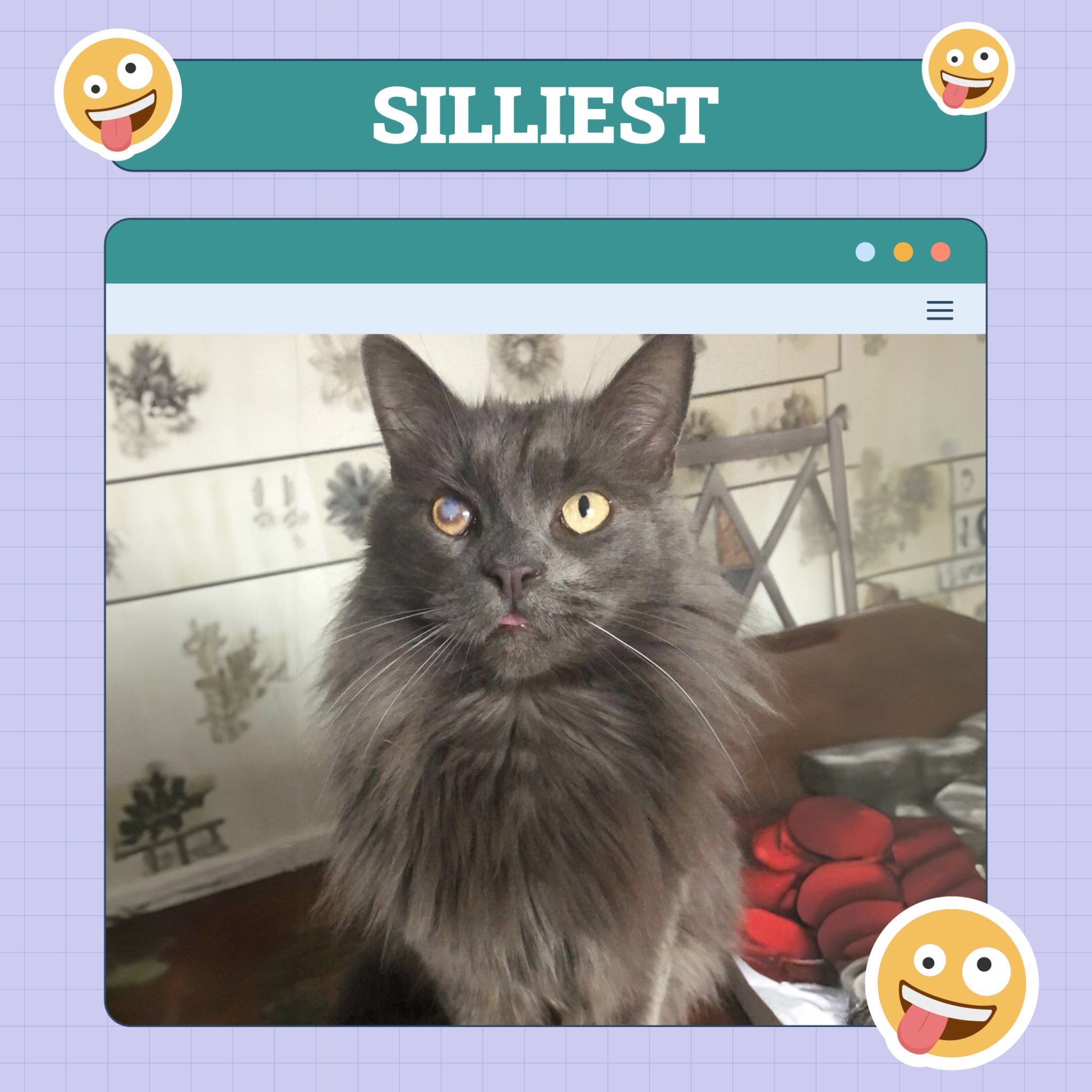 Silliest Cat