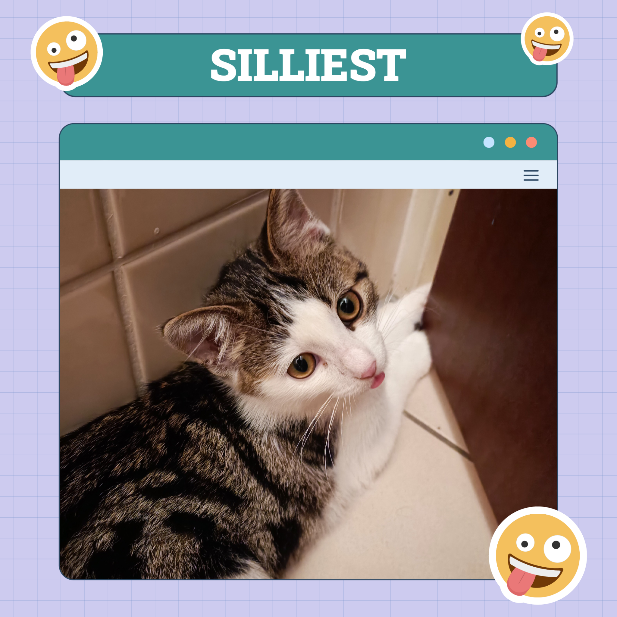 Silliest Cat Winner of the Week