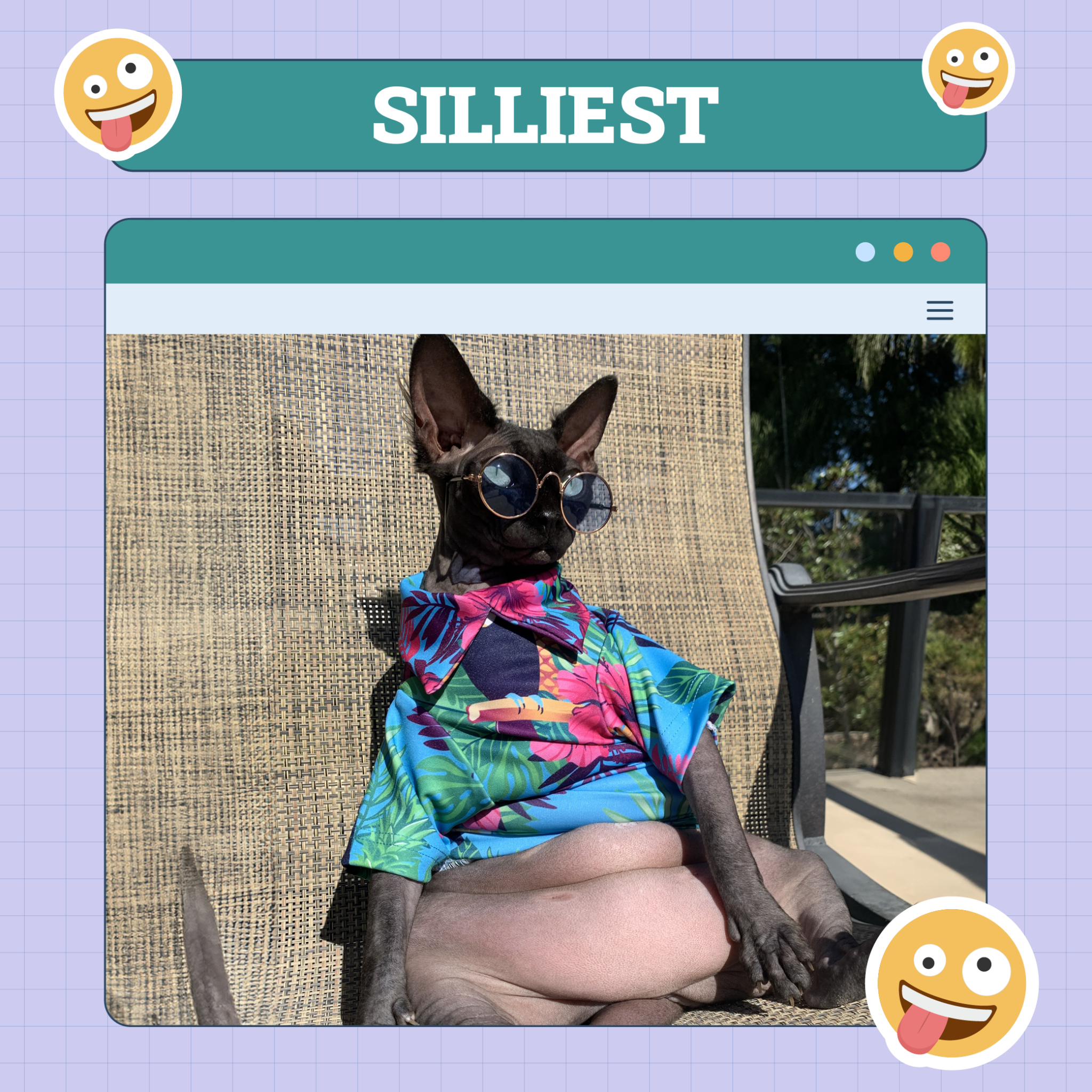 Silliest Cat of The Week
