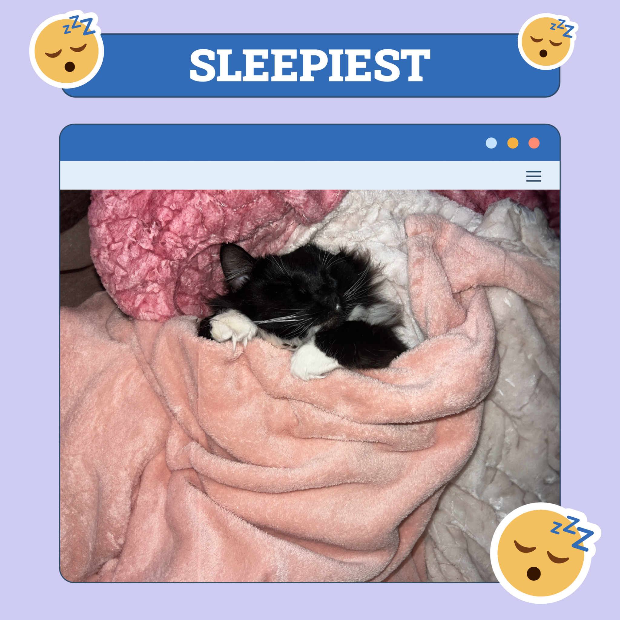 Sleepiest Cat Winner of the Week