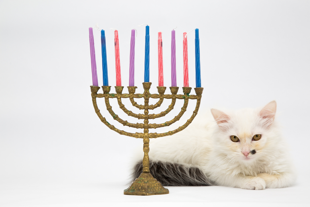 8 Best Hanukkah Cat Gifts in 2026 - Reviews & Top Picks