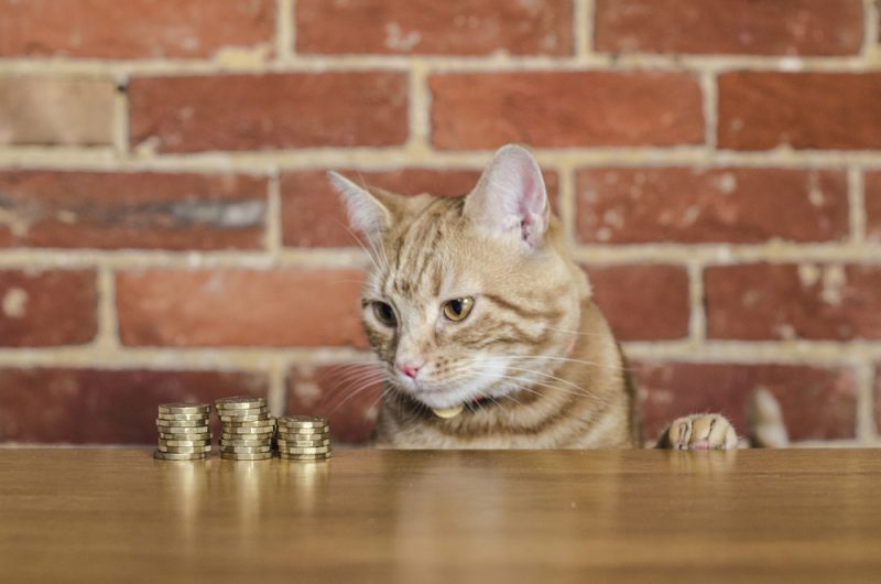 tabby cat watching a stacks of coins on the table