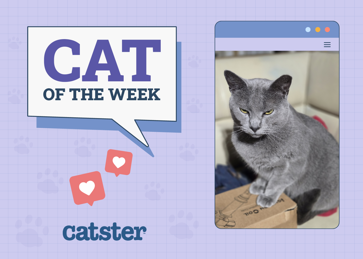 Catster Photo Contest: Cats of the Week Winners (Jan 23, 2025)