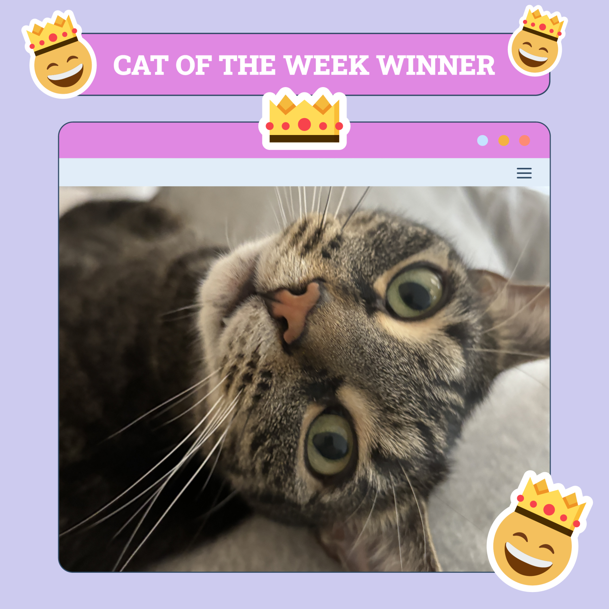 Cat of the week