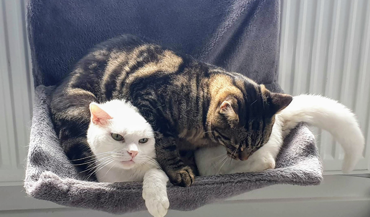 How Can I Make My Cat Like Me? Lessons From Zelda & Clutch