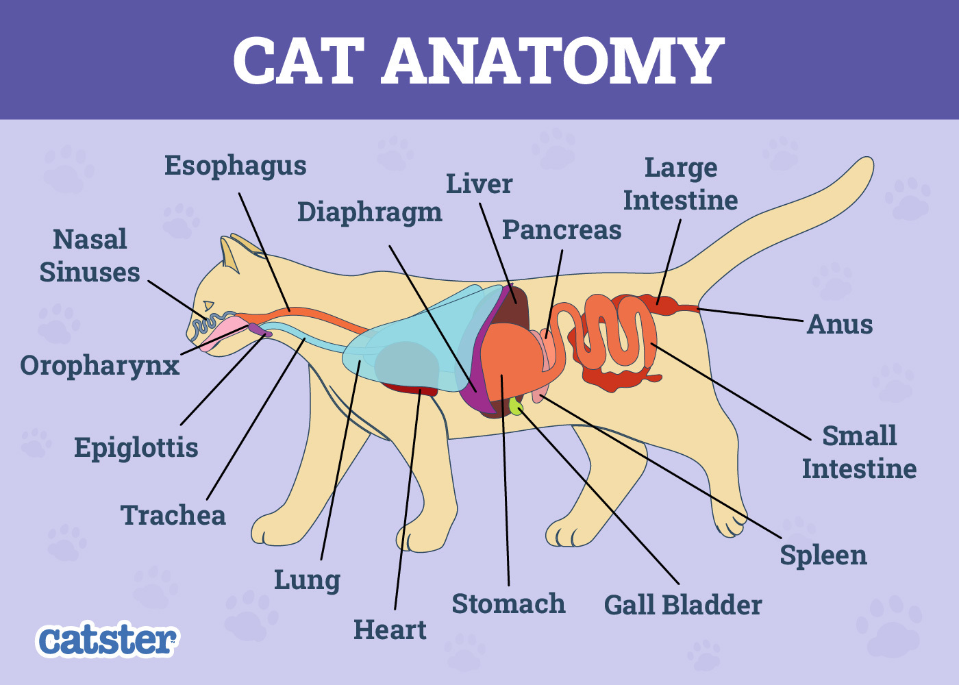 Cat Internal Anatomy