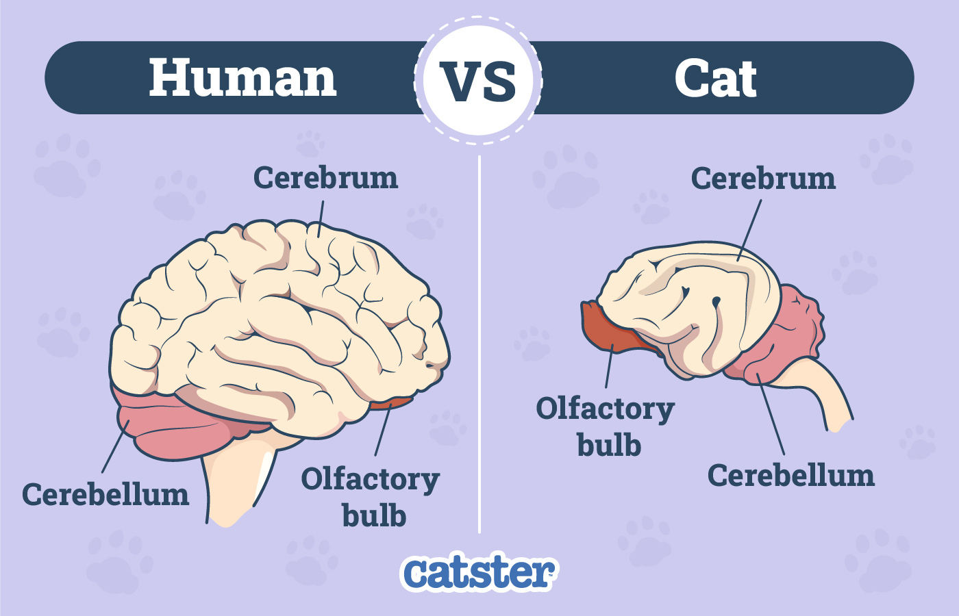 Cat Brain vs Human Brain