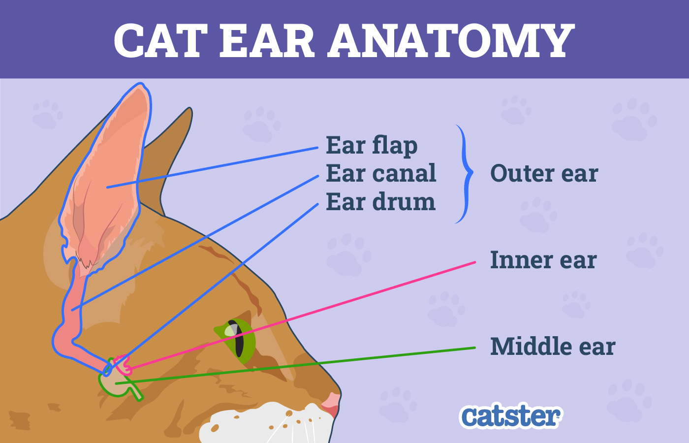 Cat Ear Anatomy