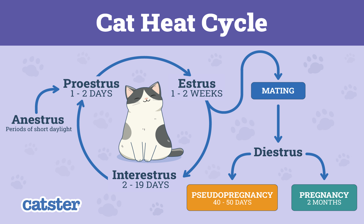 Cat Heat Cycle