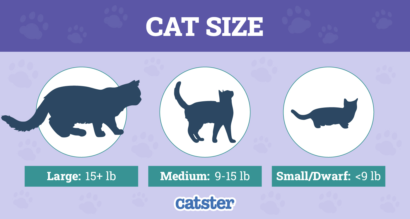 Comparison of cat sizes