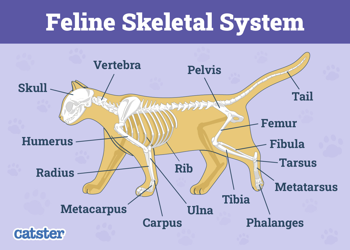 Cat Skeletal System