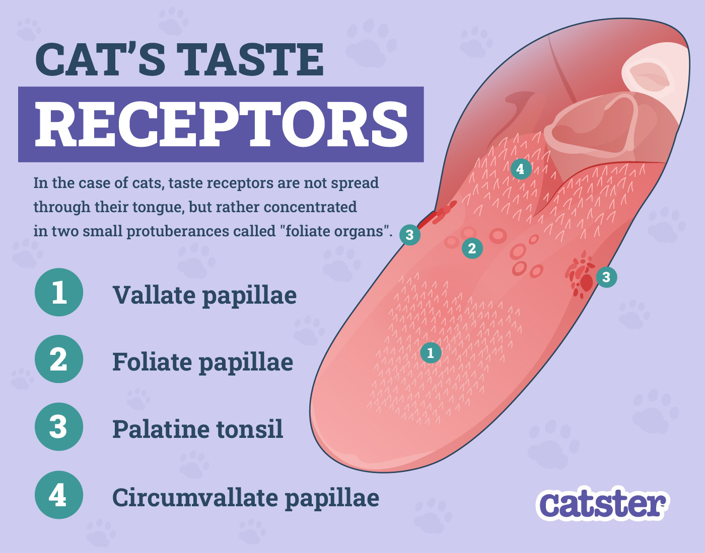 Cat's Taste Receptors