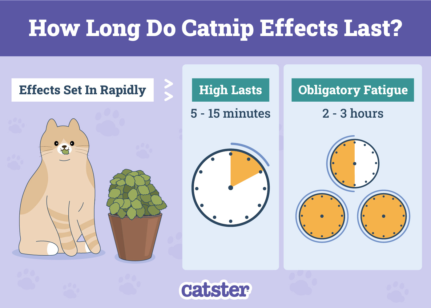How-Long-Do-Catnip-Effects-Last