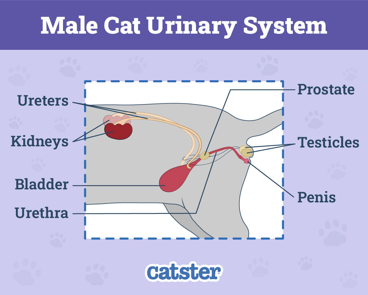 Male Cat Urinary System