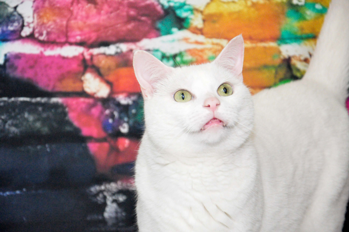 Is My White Cat, Clutch, Deaf? Explaining Feline Genetics & Hearing Impairment