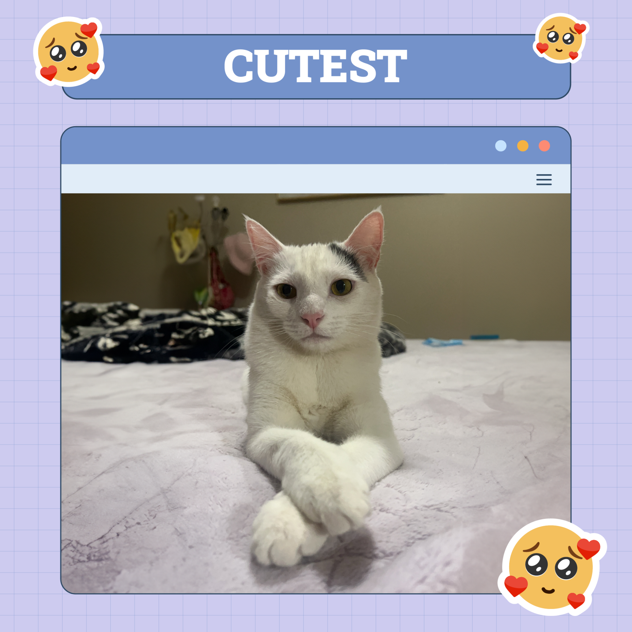 Cutest Cat of the week
