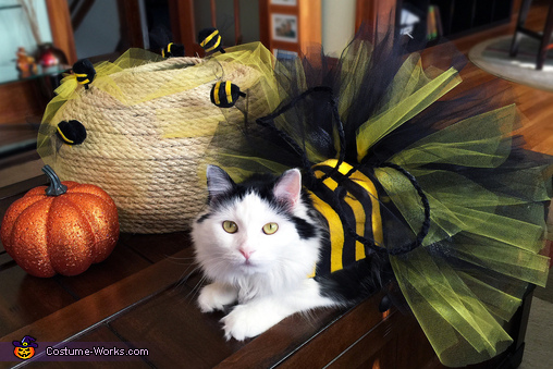 DIY Bumblebee Cat Costume