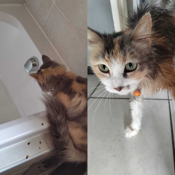 Ivy interested vs furious about the bath
