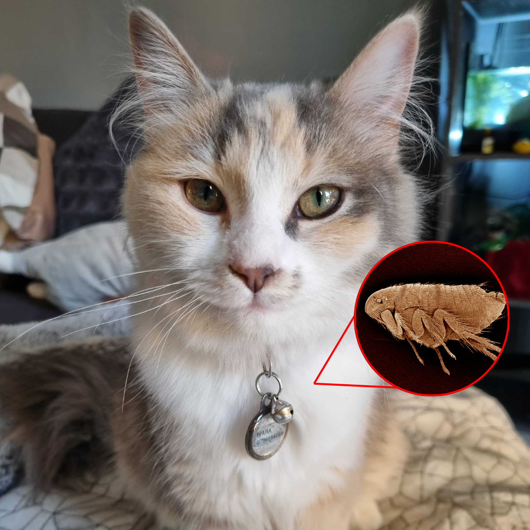 The Dreaded F-Word: Ivy's Experience with Fleas