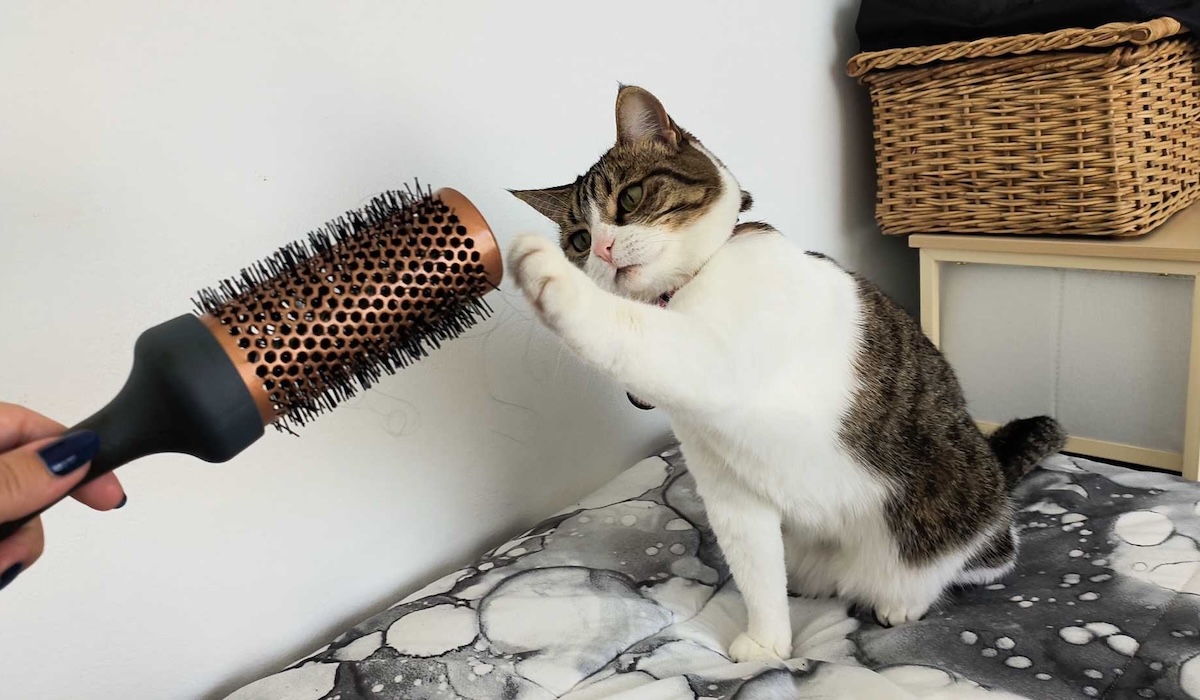 Milly inspecting the strange spikey creature.