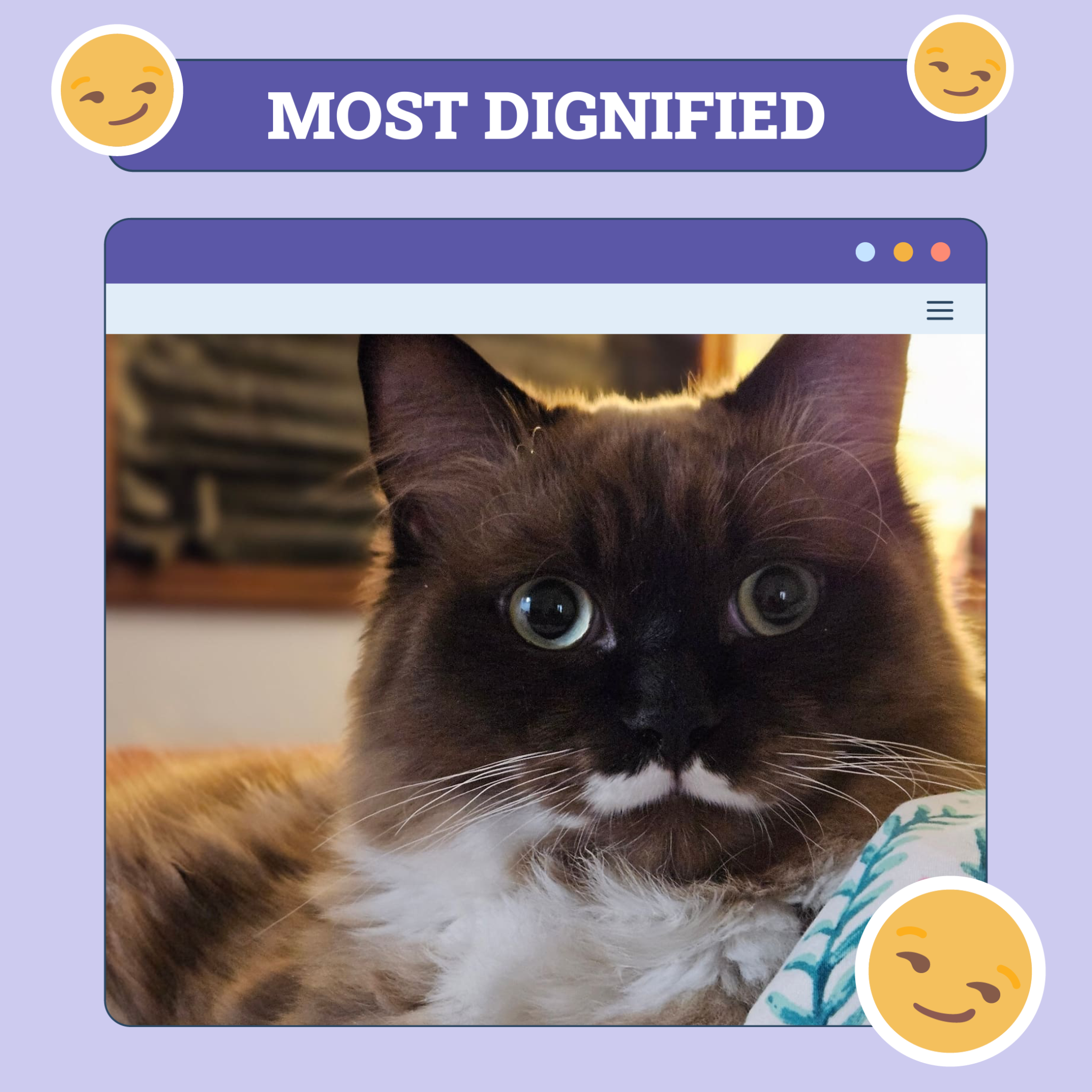 Most Dignified Cat of the week