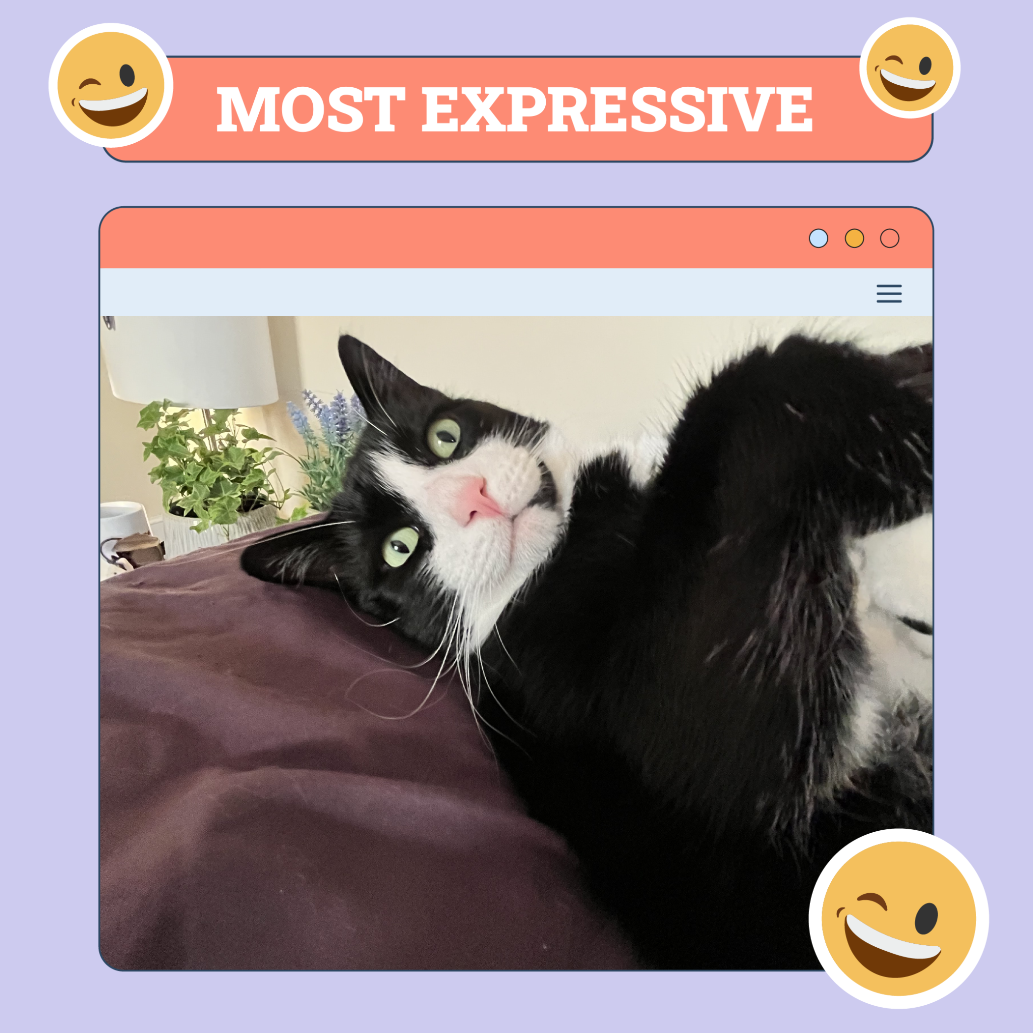 Most Expressive Cat