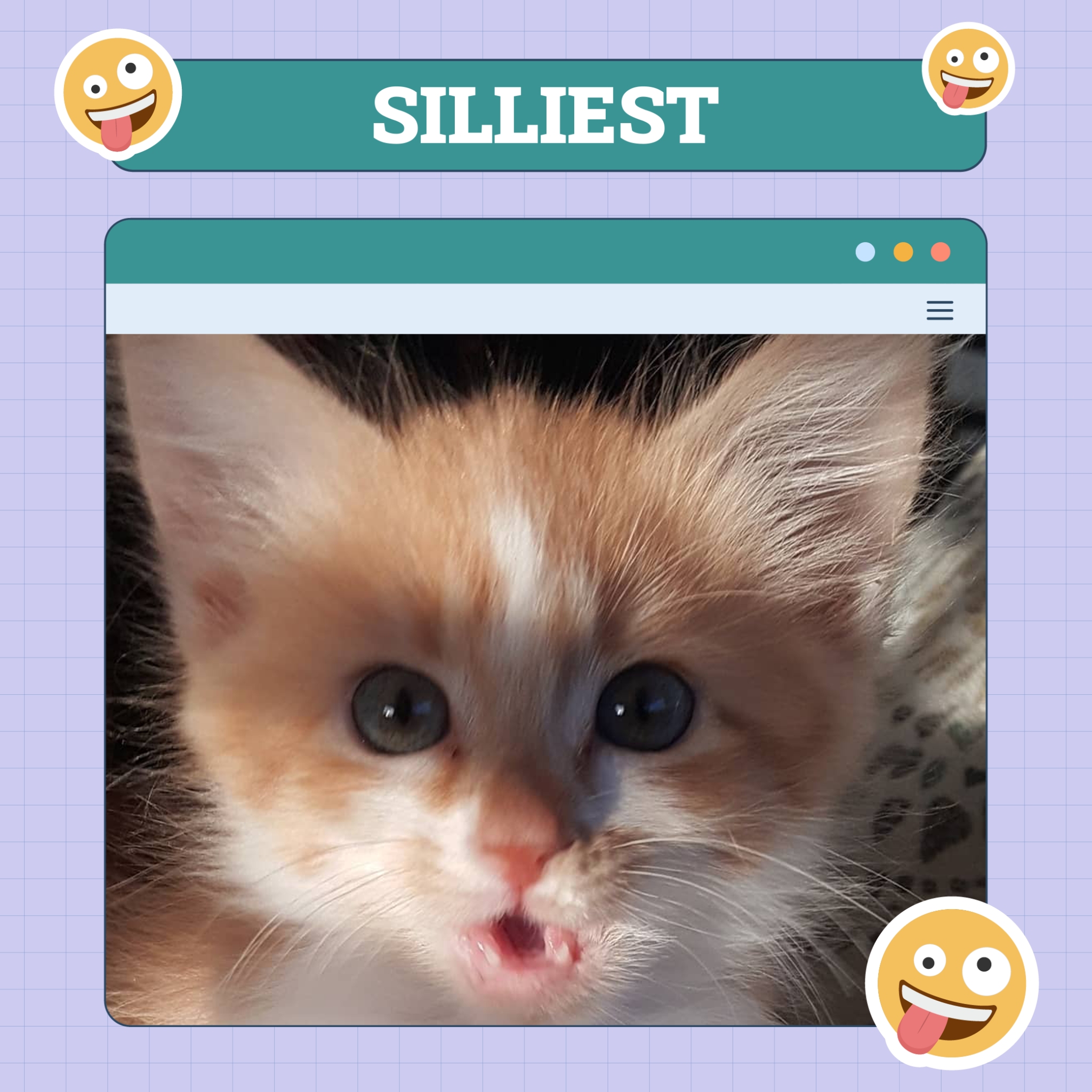 Silliest Cat of the week