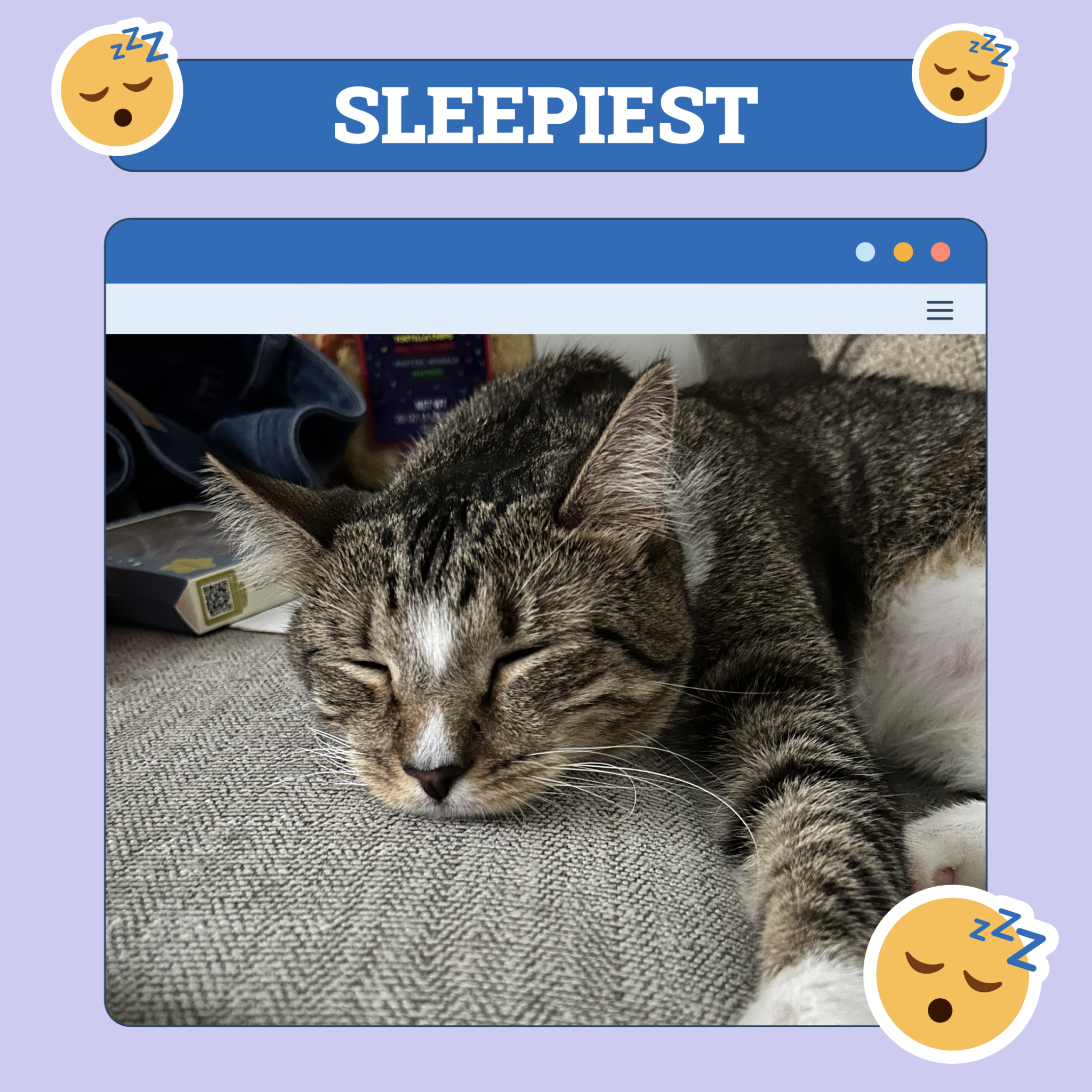 Sleepiest Cat of the week