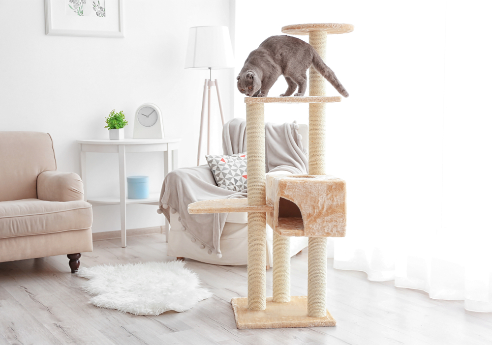 Do Cats Need a Cat Tree? Vet Approved Pros, Cons & Considerations