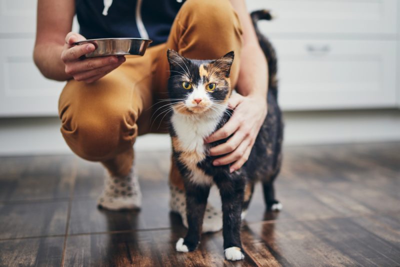 man holding a bowl of food for his cat