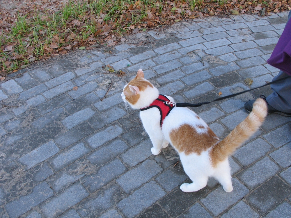 owner walking the cat with harness