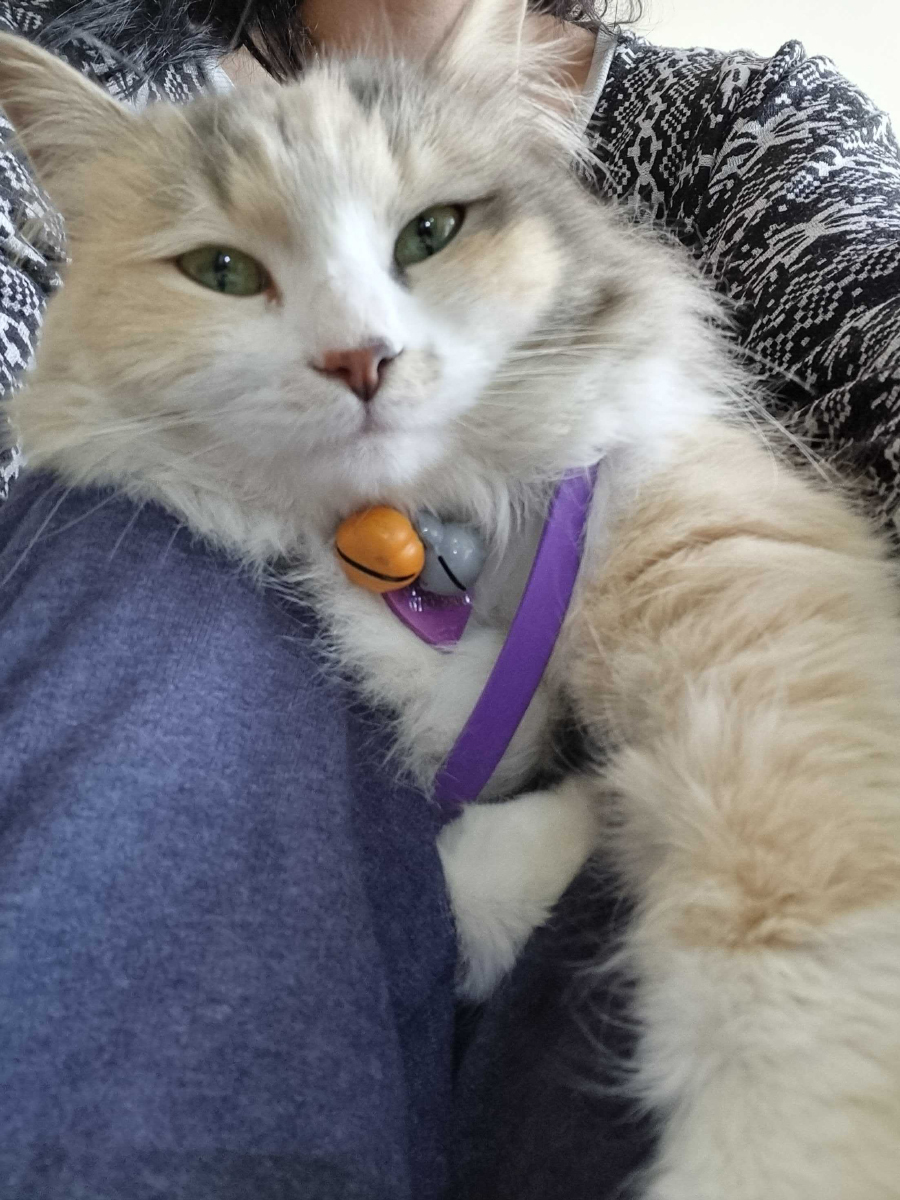 With her calming collar