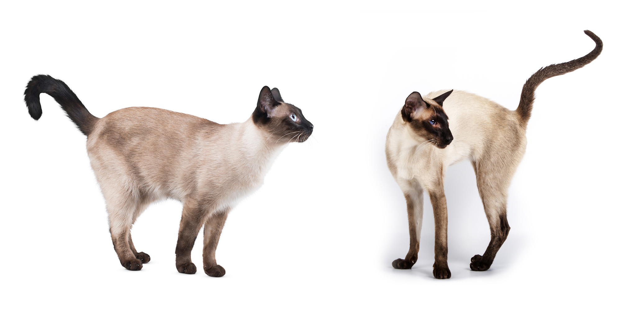 What’s the Difference Between a Siamese Cat and a Siamese Cat? It's Complicated