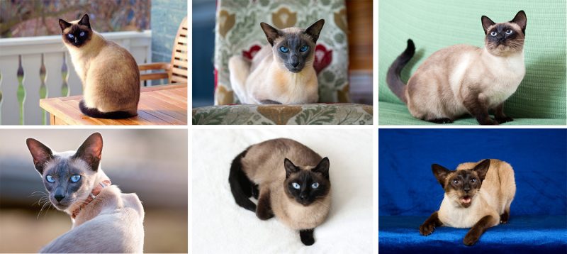 apple head and wedge head siamese cats