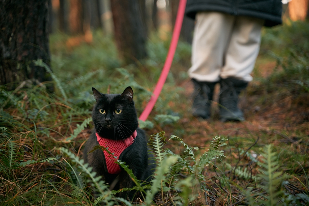 Can You Put a Cat on a Leash? Is It Cruel? Vet Approved Facts, Pros & Cons