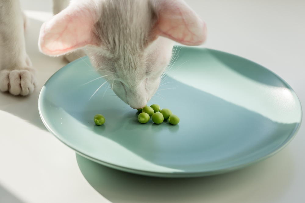 Eating Disorders in Cats: Signs, Causes & Treatment (Vet Answer)