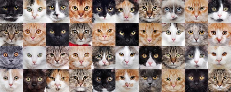 cats of different breeds in a wide collage
