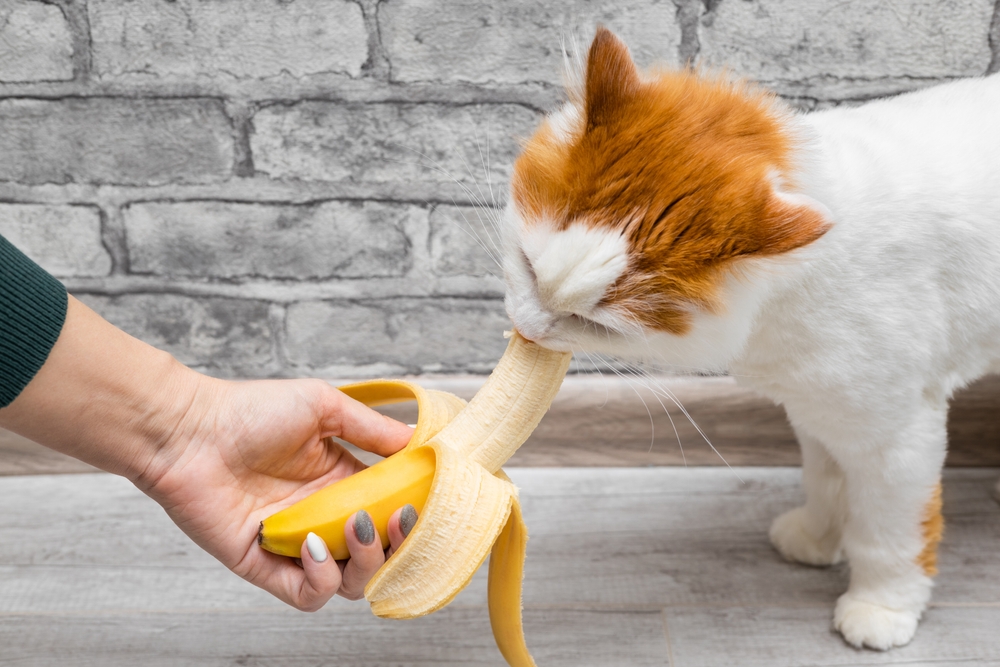 owner feeding banana to cat