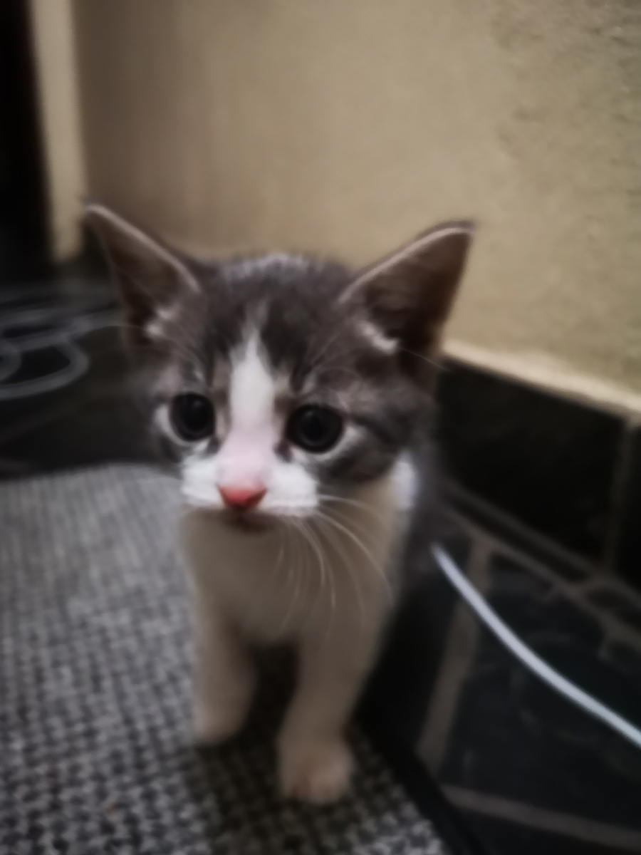 Alfie