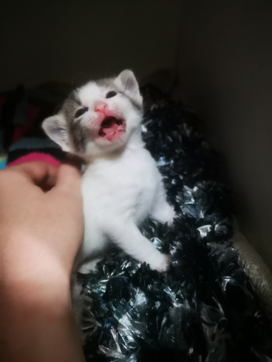 Basil