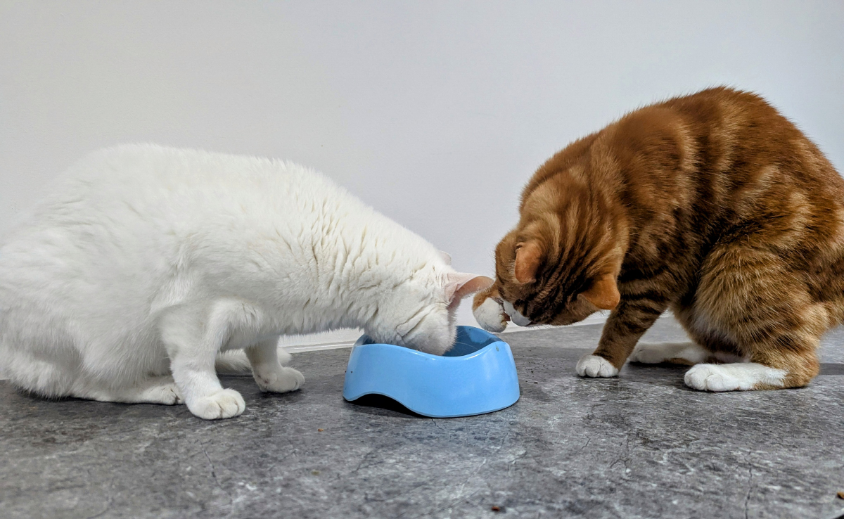 Solving the Mystery of the Messy Bowl: Cats on Camera