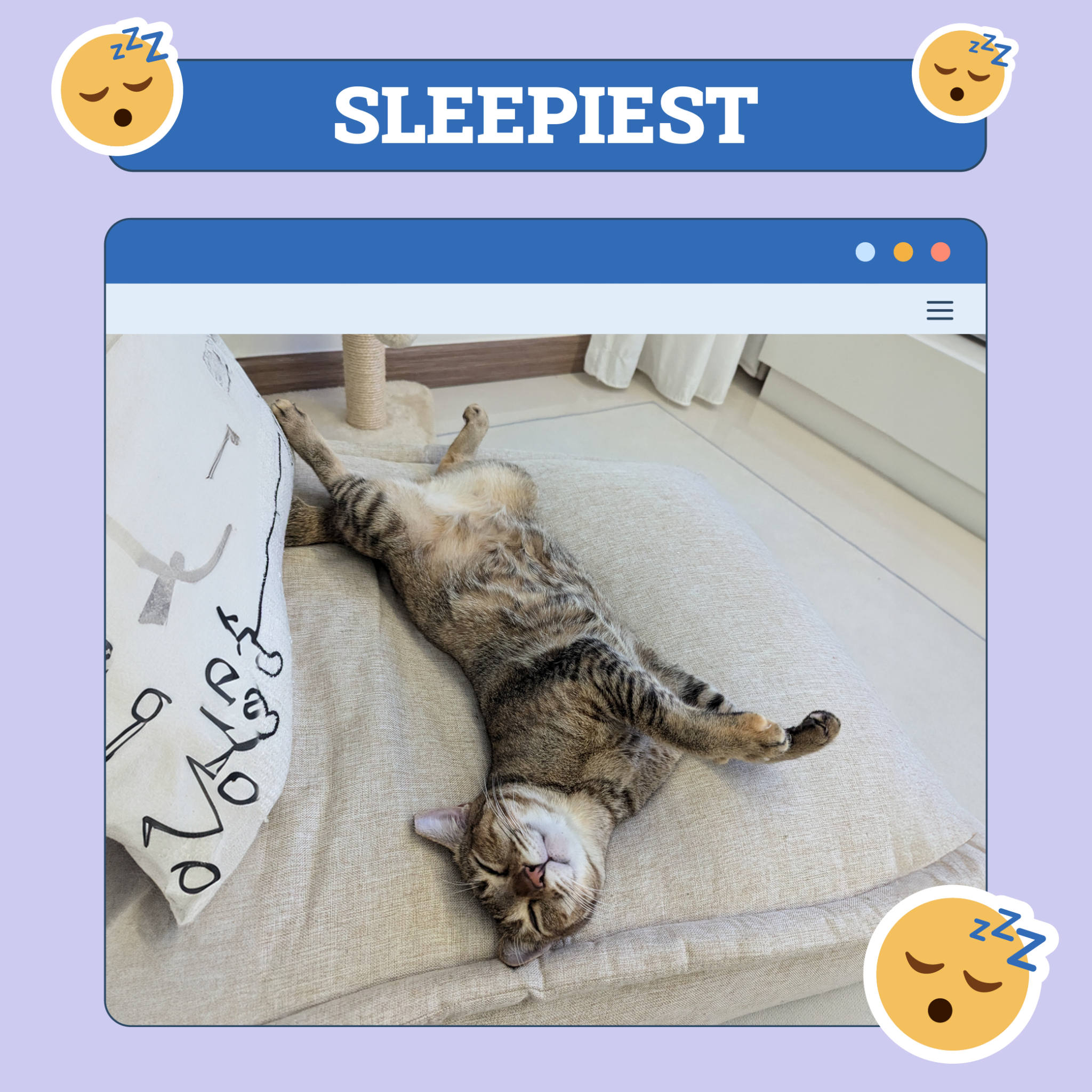 Cat Sleepiest