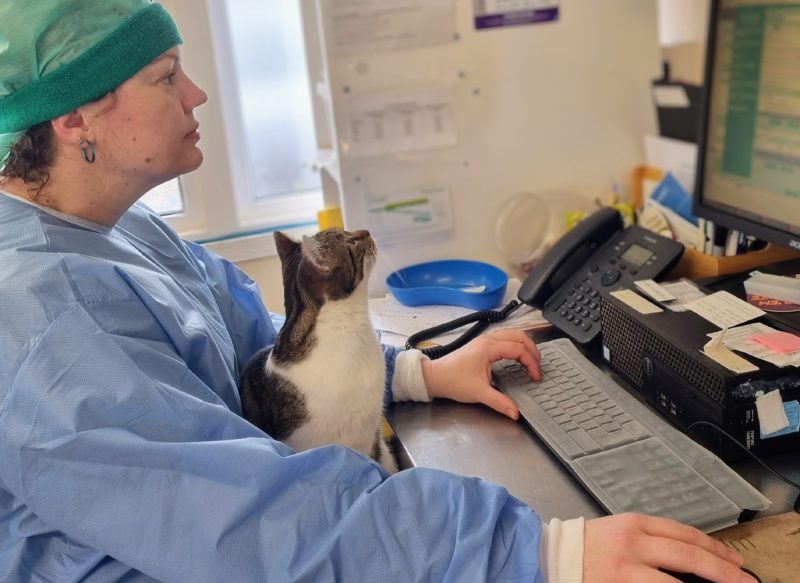 Cats and computer technology