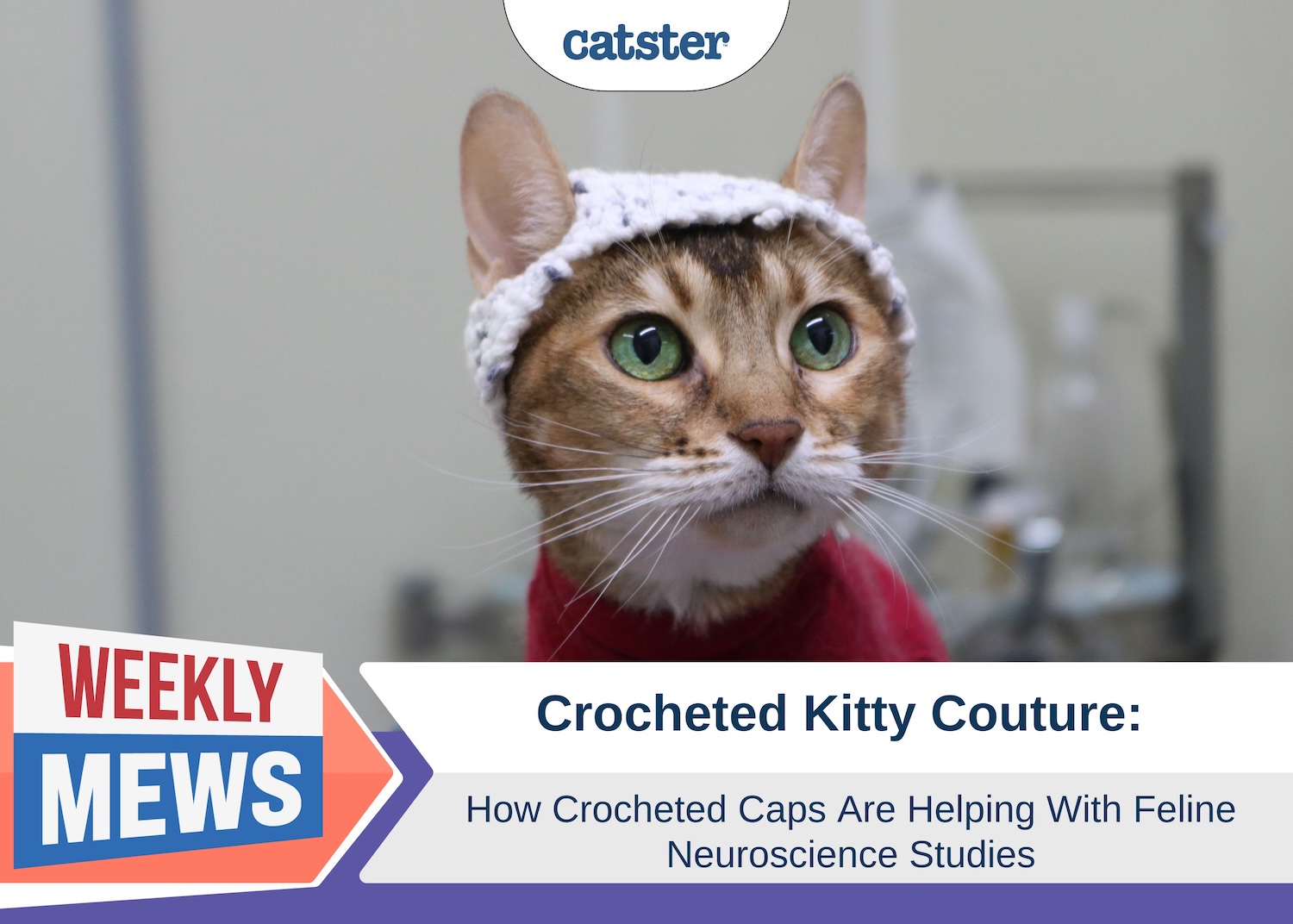 Cats in Crochet Thinking Caps: How Hats Are Helping Neurological Studies