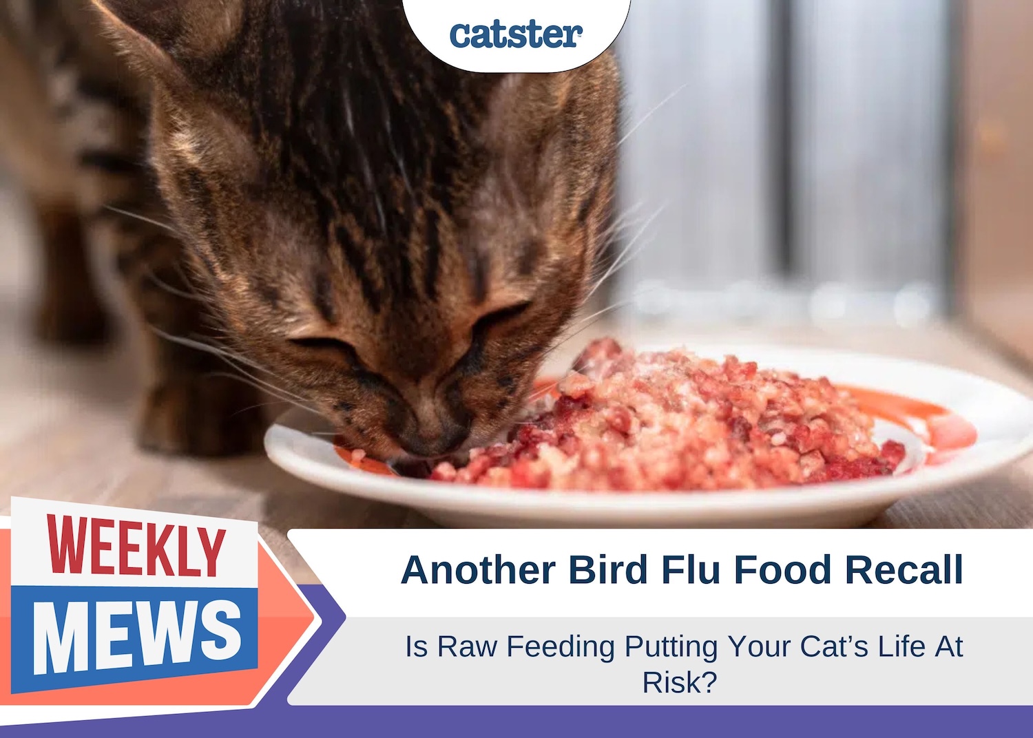 Another Bird Flu Food Recall – Is Raw Feeding Putting Your Cat's Life At Risk?