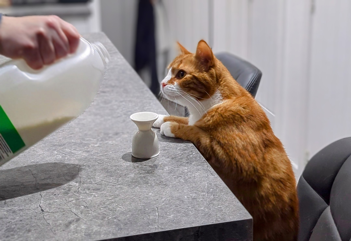 Someone Pour Me Up A Double Shot of Milk, Please: Alex's Nightcaps