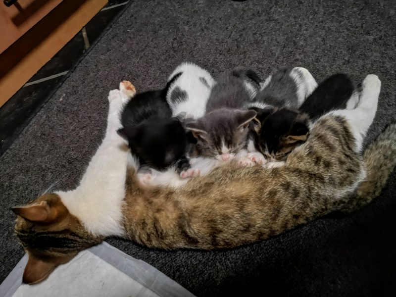 Milly nursing her little kittens