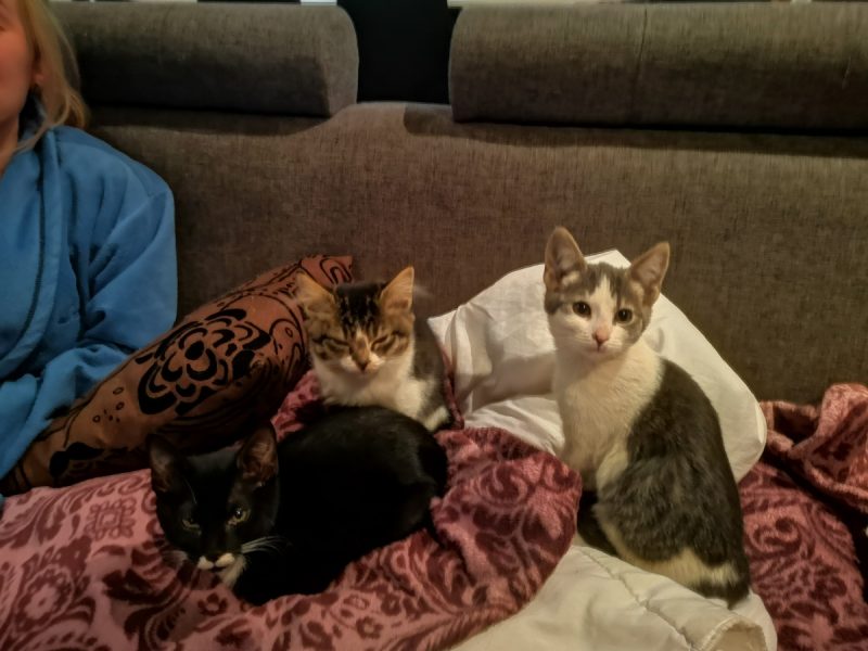 Tommy, Shelby and Miley