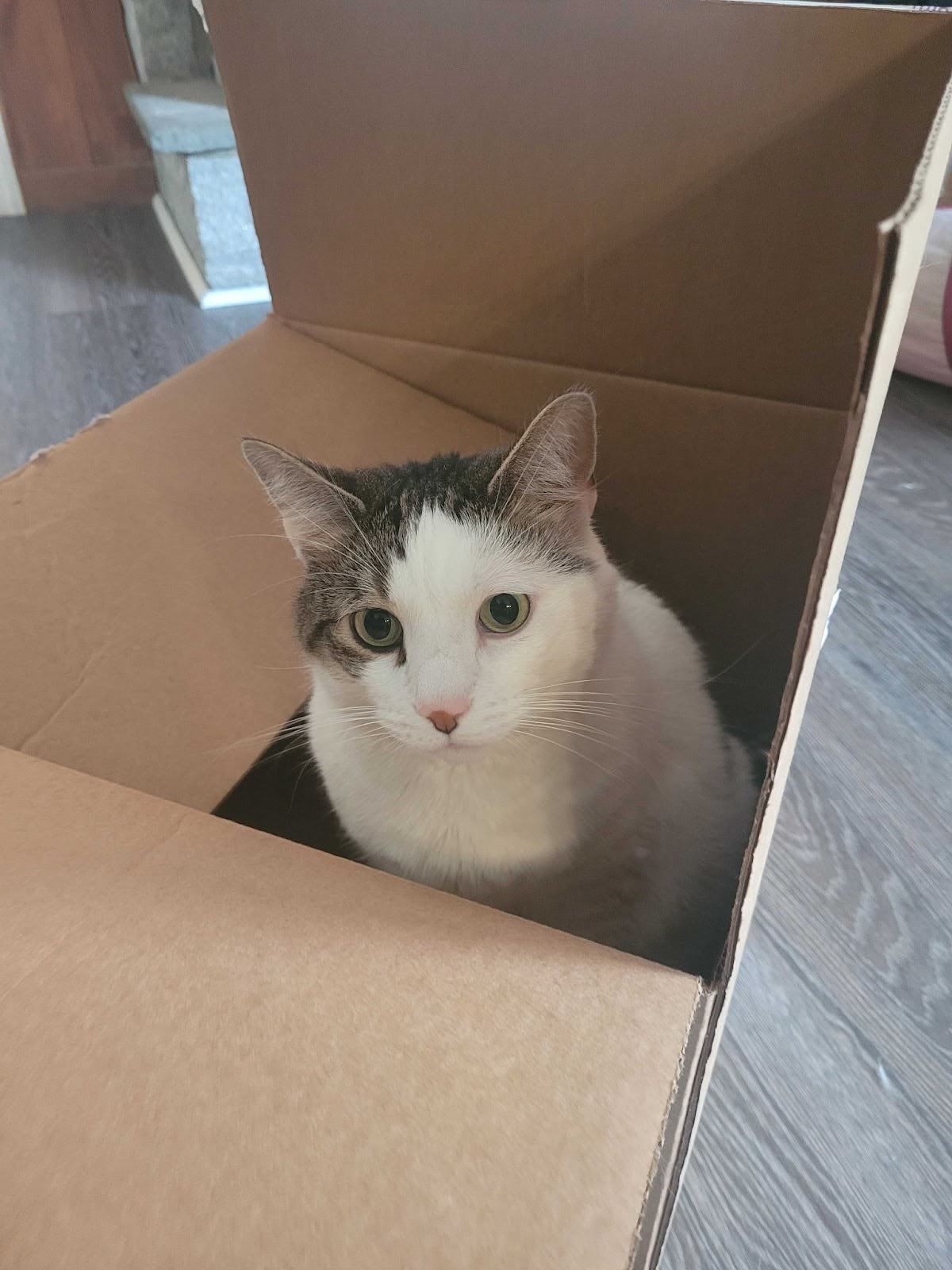 office cat Whitman